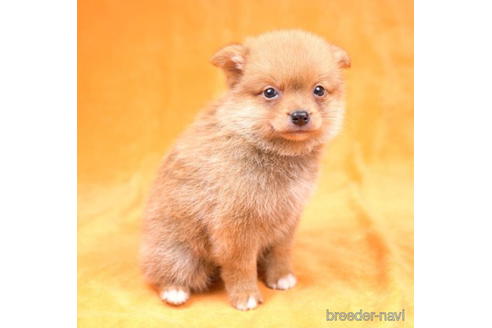 成約済の千葉県のミックス犬-187081の3枚目